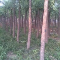 饅頭柳1-15cm
