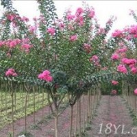潢川紫薇基地常年供應(yīng)紫薇小苗，紫薇樹，紅花紫薇，紫薇價格