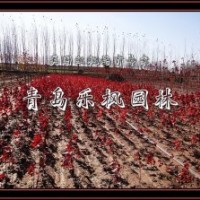 青島樂楓園林工程有限公司