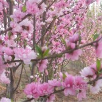 常年供應海棠，碧桃等綠化苗木