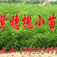 河北秦皇島果樹綠化苗圃基地大量專供紫穗槐，火炬，楊樹苗，柳樹