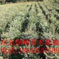 云杉，營養(yǎng)杯云杉苗，云杉苗價(jià)格，云杉種子，吉林云杉苗