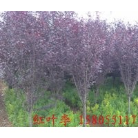 安徽肥西大大量供應(yīng)2-15公分紫葉李，紫葉李小苗價(jià)格