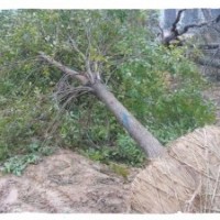 蘇王村苗圃場(chǎng)常年大量供應(yīng)白蠟 速生柳 速生白蠟