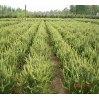 白皮松供應(yīng)(白皮松小苗、山西白皮松、白皮松培育種植）