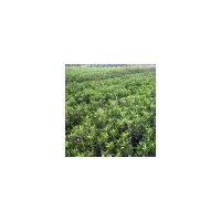 【冬青供應(yīng)】山西冬青苗、冬青造型、冬青種植