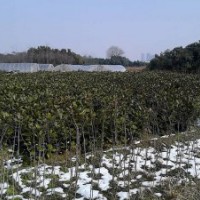 桂花小苗、香樟、烏桕、三角楓、杜英、紅葉李