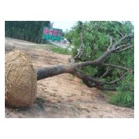 國槐 棗樹專供