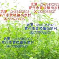 低價(jià)供應(yīng)黃櫨榆葉梅碧桃流蘇黃葉火炬無刺皂角桂花海棠側(cè)柏