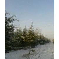 專業(yè)供應白皮松 華山松 油松 雪松