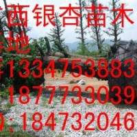 重慶銀杏樹(shù)價(jià)格、重慶銀杏樹(shù)苗、重慶銀杏苗木