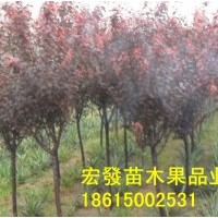 紫葉李
