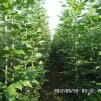 速生白蠟、速生國槐、垂柳、竹柳、速生柳