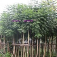 藍(lán)花楹供應(yīng)商，福建藍(lán)花楹的價(jià)格