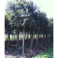 福建紅皮榕的價(jià)格，精品紅皮榕