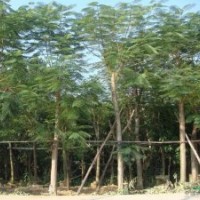 福建鳳凰木的價(jià)格，鳳凰木供應(yīng)商，鳳凰木移植基地