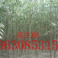 供應(yīng)落葉喬木千頭椿，刺槐,柳