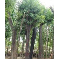 5-10公分的國槐