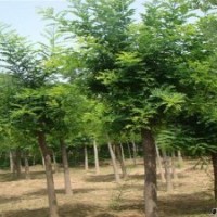 山東國槐，八公分國槐，九公分國槐，十公分國槐