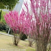叢生紫薇紫荊、竹柳,垂柳,各類竹子