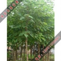 具有很高藥用價(jià)值的構(gòu)樹