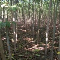 山東淄博供應(yīng)臭椿1-3公分的10萬棵