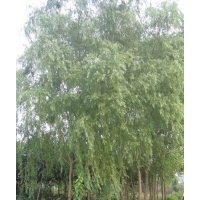 供應柳樹、垂柳