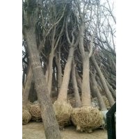 國槐樹移植如何何證成活率