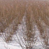 供應(yīng)：叢生三角楓（茶條槭）10萬墩，4分支、1.8米高