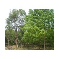 山西《錦源苗圃》白皮松、五角楓、油松、