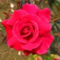月季花