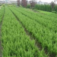 直銷(xiāo)龍柏.鋪地柏.北京檜.蜀檜.側(cè)柏.沙地柏