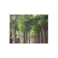 供應國槐、側(cè)柏苗、木瓜苗、紅連木