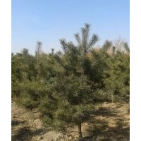 供應油松 占地油松