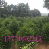 紅豆集團紅豆杉苗木批發(fā)