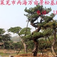 造型黑松