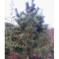批量供應(yīng)油松、國槐