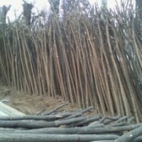 拋售（7公分）優(yōu)質(zhì)國槐7000棵