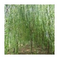 出售紅葉石楠球，龍柏，檜柏，塔柏，刺柏，紫薇，垂柳