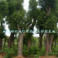 綠化用樹像章