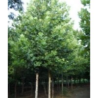 速生國(guó)槐 合歡苗木種植基地東軒苗木