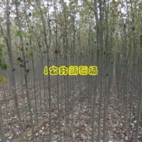 出售1-20公分的新疆楊，柳樹，毛白楊。北京楊