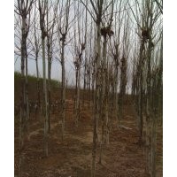 大量供應(yīng) 香花槐 柳樹(shù) 法桐