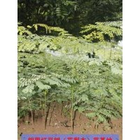 供應(yīng)海紅豆樹苗10000株