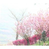 櫻花樹苗