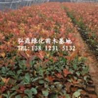 供應(yīng)紅葉石楠，紅葉石楠價(jià)格，紅葉石楠規(guī)格齊全