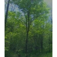 出售各種規(guī)格綠化移栽用山樹水曲柳,五角楓,蒙古櫟