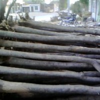 白皮松，營養(yǎng)杯油松，國槐，占地果樹