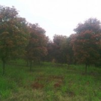 供應4——9公分的紅葉石楠！