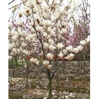 提供最新的白玉蘭價(jià)格，白玉蘭種子，木筆種子